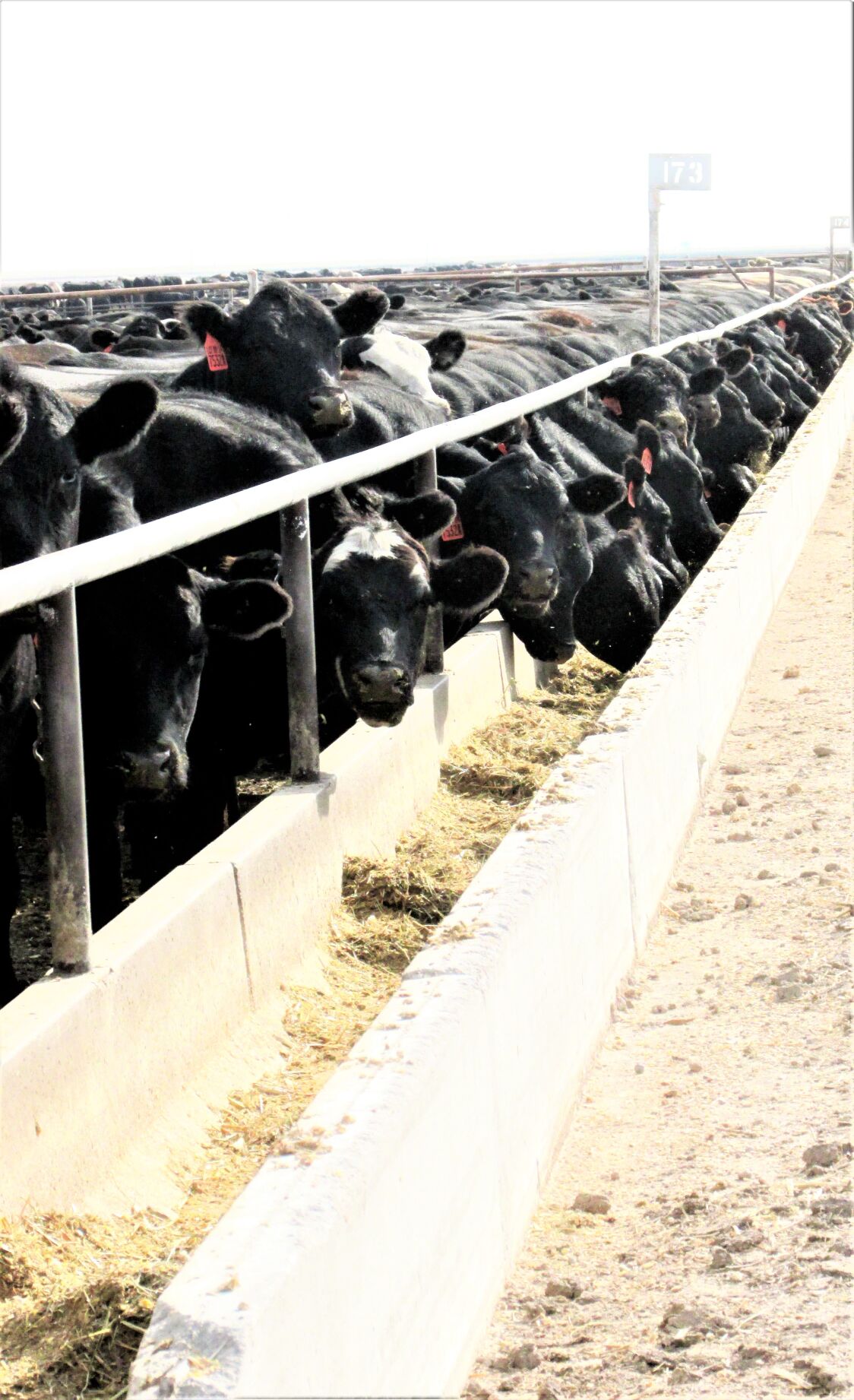 FL Cattle at Bunk